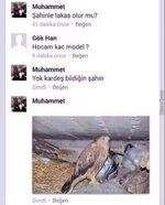 sahinle-takas-olur-mu_o_17308.jpg