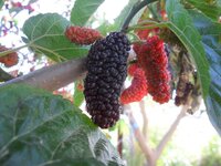 SAM_1217.JPG SAM_1217.JPG