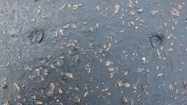 DSC_1370.JPG DSC_1370.JPG