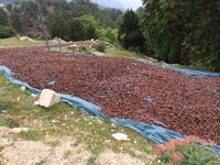 IMG_1227.JPG IMG_1227.JPG