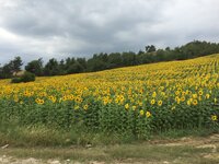 IMG_1244.JPG IMG_1244.JPG