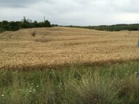 IMG_1250.JPG IMG_1250.JPG