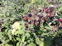 IMG_20160904_113917.jpg IMG_20160904_113917.jpg