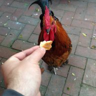 Kuzeyturk