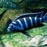 sedatdurna