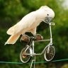 İkiPedalBirHeves