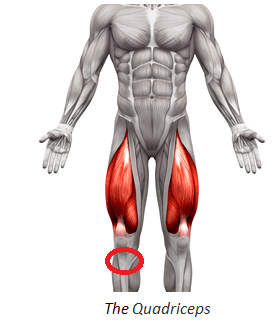 Hamstring-quadriceps_3.png