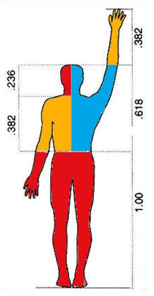 insan ve altin oran.png.jpg