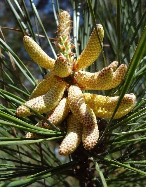 male-pine-pollen.jpg